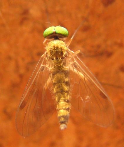 Réf. 207 513 : Chrysopilus asiliformis